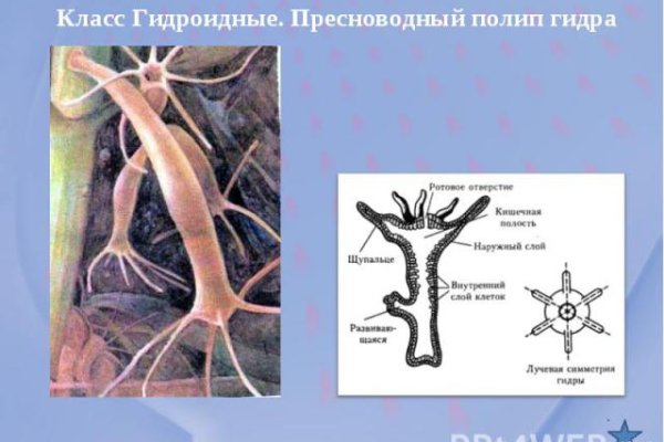 Почему не работает кракен сегодня